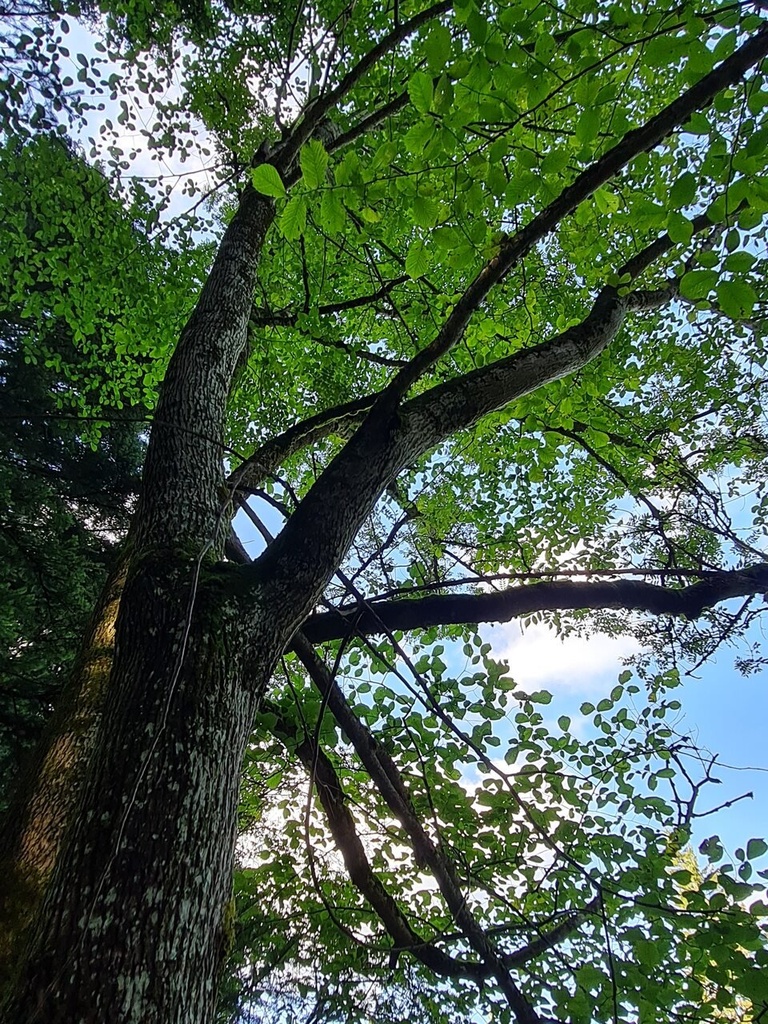 Fruehlingsbote-6_Easy-Resize.com_.jpg