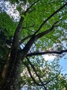 Fruehlingsbote-6_Easy-Resize.com_.jpg
