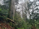 Stupsnase_6_1500px.jpg