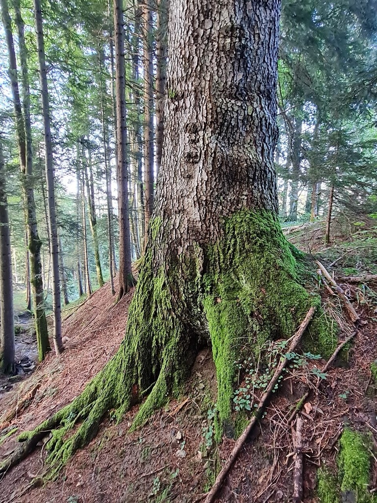 Alpstein-Tanne-4_Easy-Resize.com_.jpg