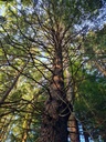 Wilde-Koebi-4_Easy-Resize.com_.jpg