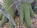 Radix-Imposantus-2_Easy-Resize.com_.jpg