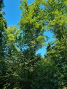 Radix-Imposantus-4_Easy-Resize.com_.jpg