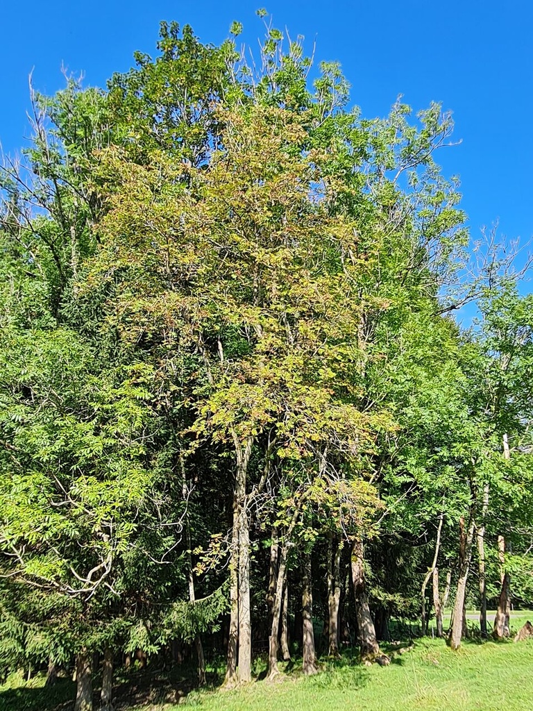 Bueffelbeeri-2_Easy-Resize.com_.jpg
