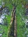 Zebra-Appenzell-5_Easy-Resize.com_.jpg