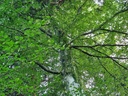 Zebra-Appenzell-7_Easy-Resize.com_.jpg