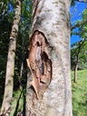 Bueffelbeeri-7_Easy-Resize.com_.jpg