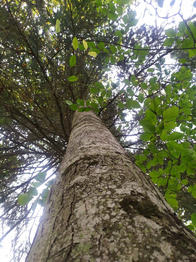 Pipistrello-4_Easy-Resize.com_.jpg