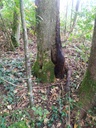 Pipistrello-5_Easy-Resize.com_.jpg