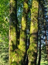 Lyra-6_Easy-Resize.com_.jpg