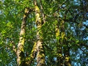 Lyra-8_Easy-Resize.com_.jpg