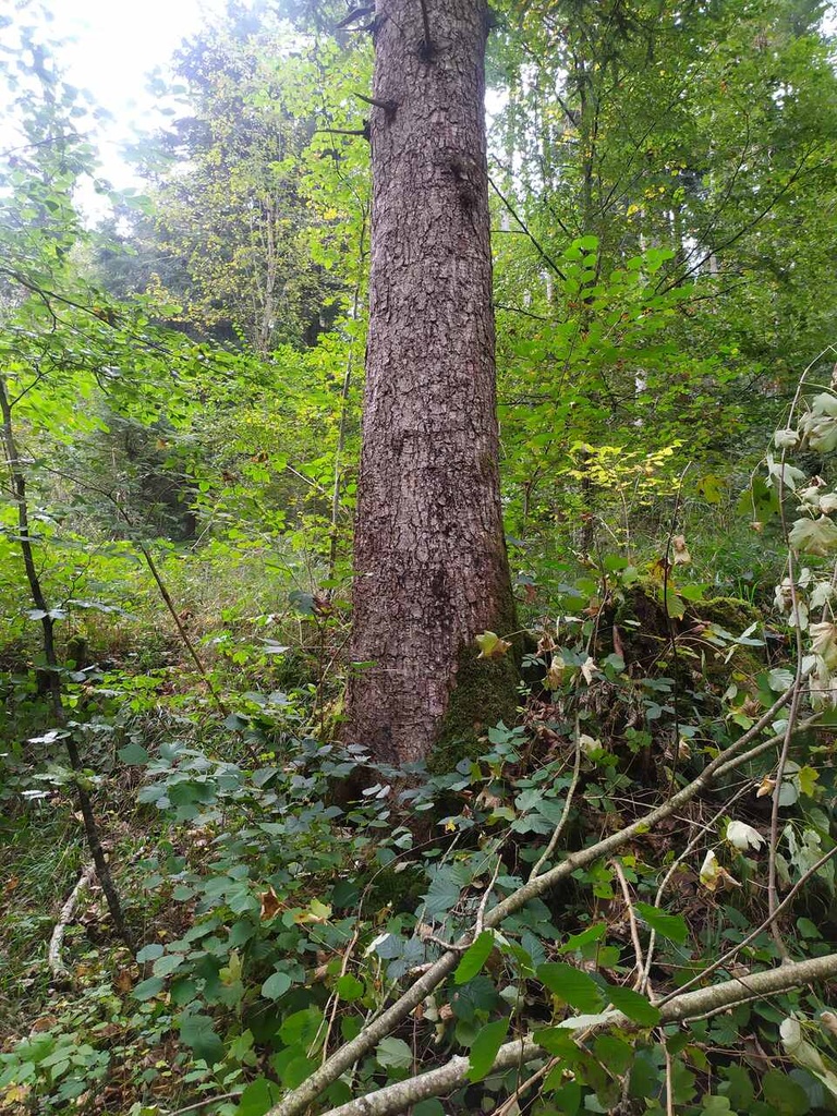 Gargamel-2_Easy-Resize.com_.jpg