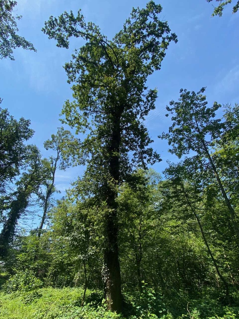 Windmueli-web-2_Easy-Resize.com_.jpg