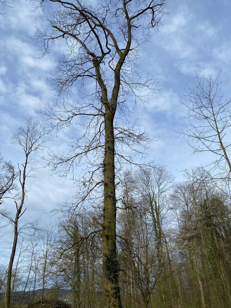 Windmueli-web-3_Easy-Resize.com_.jpg