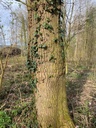 Windmueli-web-4_Easy-Resize.com_.jpg