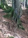 Schellenursli-6_Easy-Resize.com_.jpg