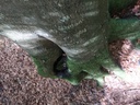 Schellenursli-7_Easy-Resize.com_.jpg