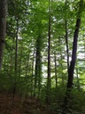 Ambrosia-6_Easy-Resize.com_.jpg