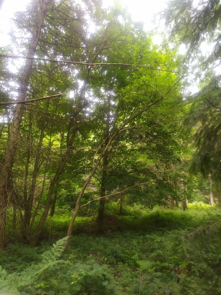Haiku-5_Easy-Resize.com_.jpg