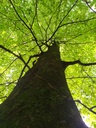 Rantanplan-5_Easy-Resize.com_.jpg