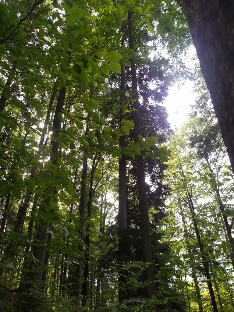 Taeufer-Tanne-6_Easy-Resize.com_.jpg