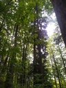 Taeufer-Tanne-6_Easy-Resize.com_.jpg