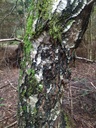 Lindwurm-3_Easy-Resize.com_.jpg