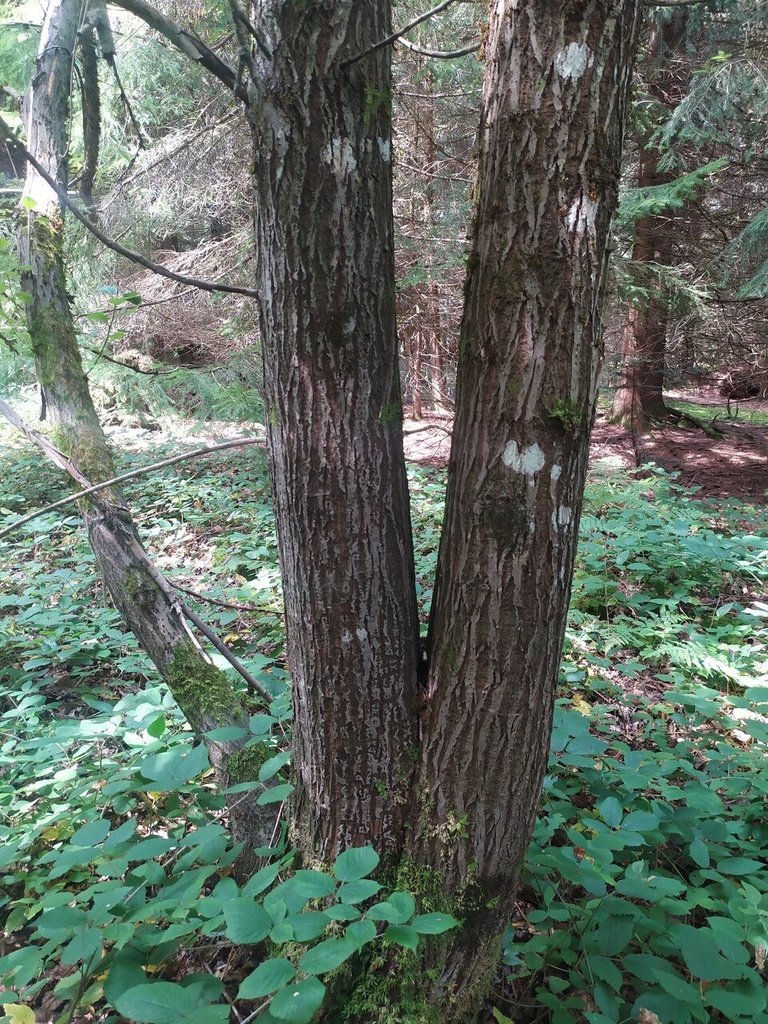 Himmellaeufer-4_Easy-Resize.com_.jpg