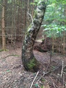 Lindwurm-6_Easy-Resize.com_.jpg