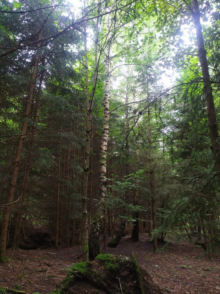 Lindwurm-7_Easy-Resize.com_.jpg