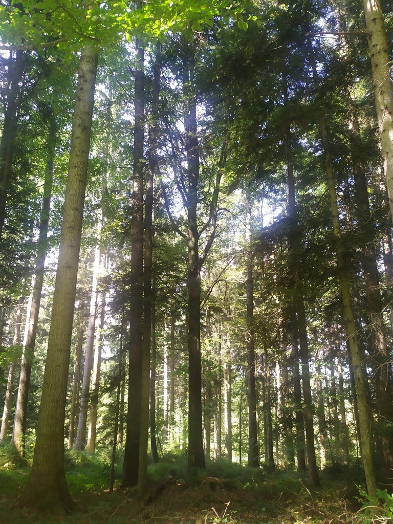 Chumett-6_Easy-Resize.com_.jpg