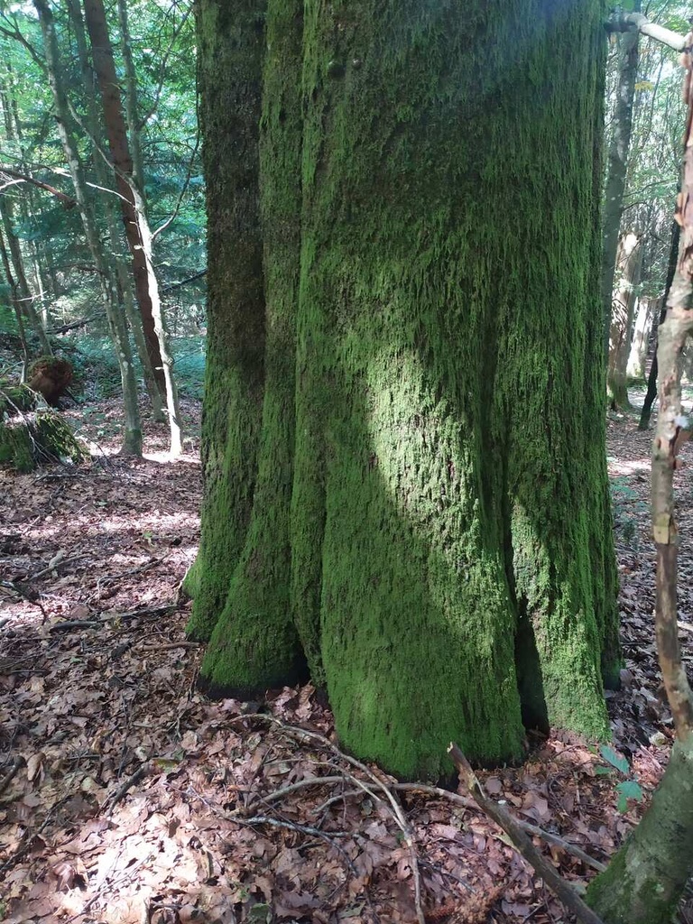 Greenfoot-3_Easy-Resize.com_.jpg
