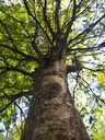 Papageienbaum-3_Easy-Resize.com_.jpg