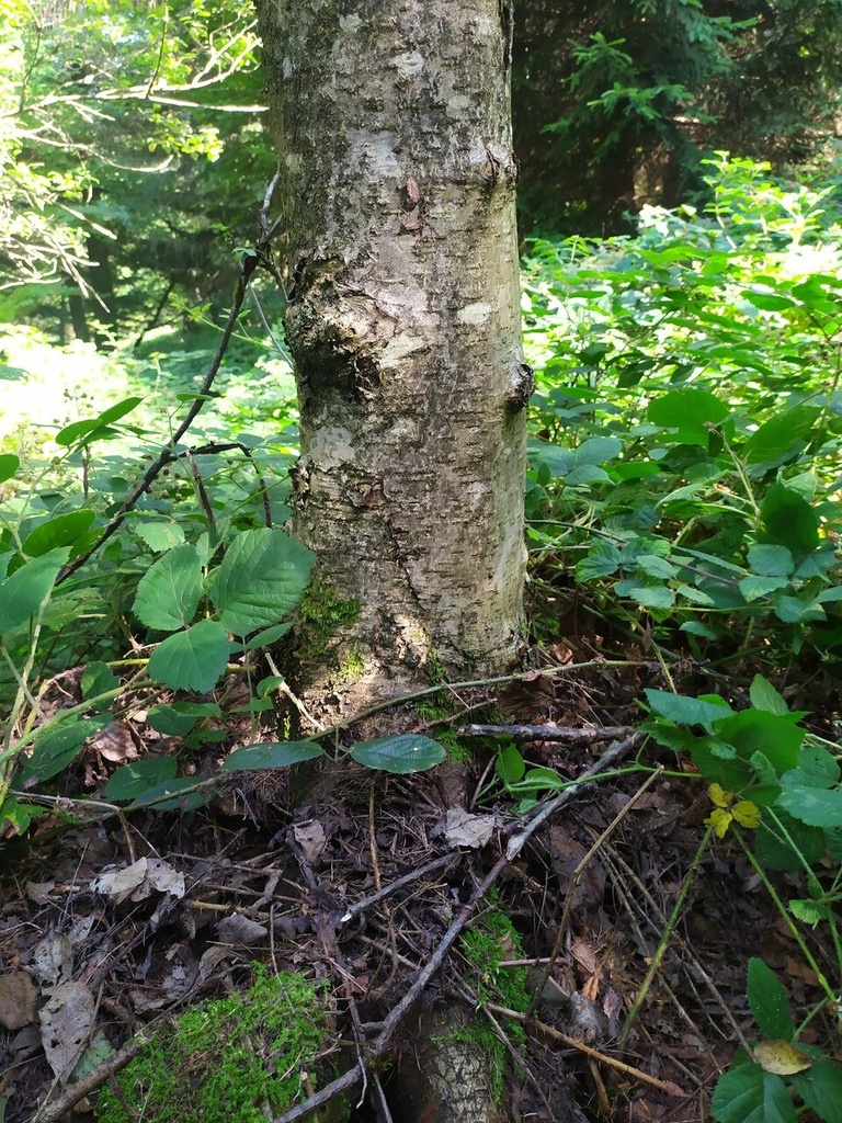Papageienbaum-4_Easy-Resize.com_.jpg