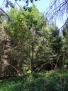 Papageienbaum-7_Easy-Resize.com_.jpg