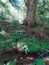 Wiegenlied-4_Easy-Resize.com_.jpg