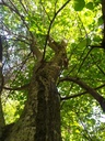 Naga-4_Easy-Resize.com_.jpg