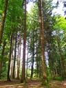 Die-Beschwipste-5_Easy-Resize.com_.jpg