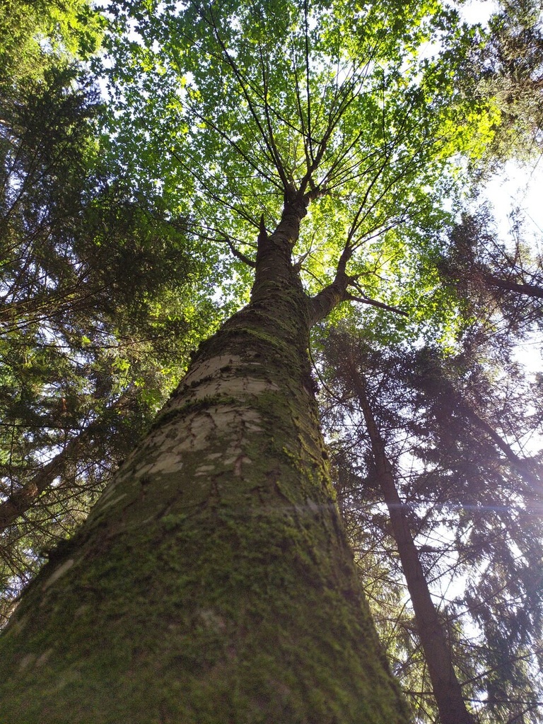 Froschkoenig-3_Easy-Resize.com_.jpg