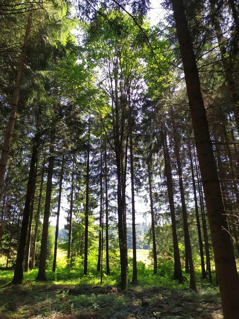 Froschkoenig-5_Easy-Resize.com_.jpg