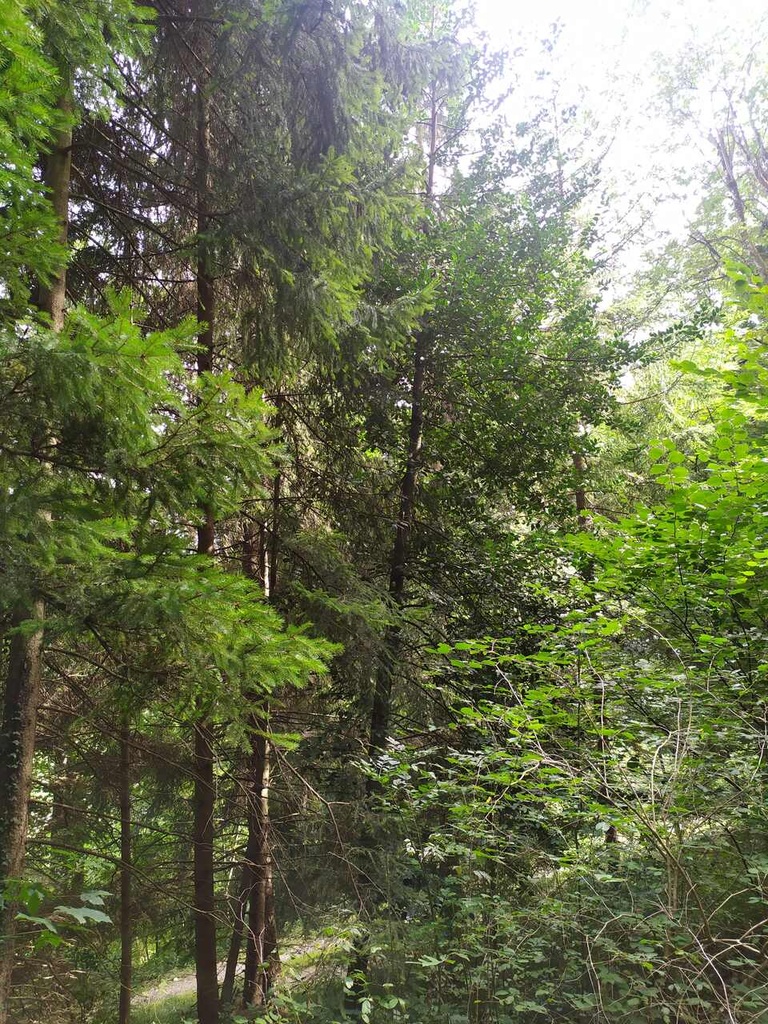 Blackberry-5_Easy-Resize.com_.jpg