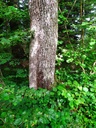 Guardian-4_Easy-Resize.com_.jpg