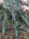 Hirsch-Buche-2_Easy-Resize.com_.jpg