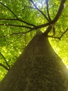 Hirsch-Buche-3_Easy-Resize.com_.jpg