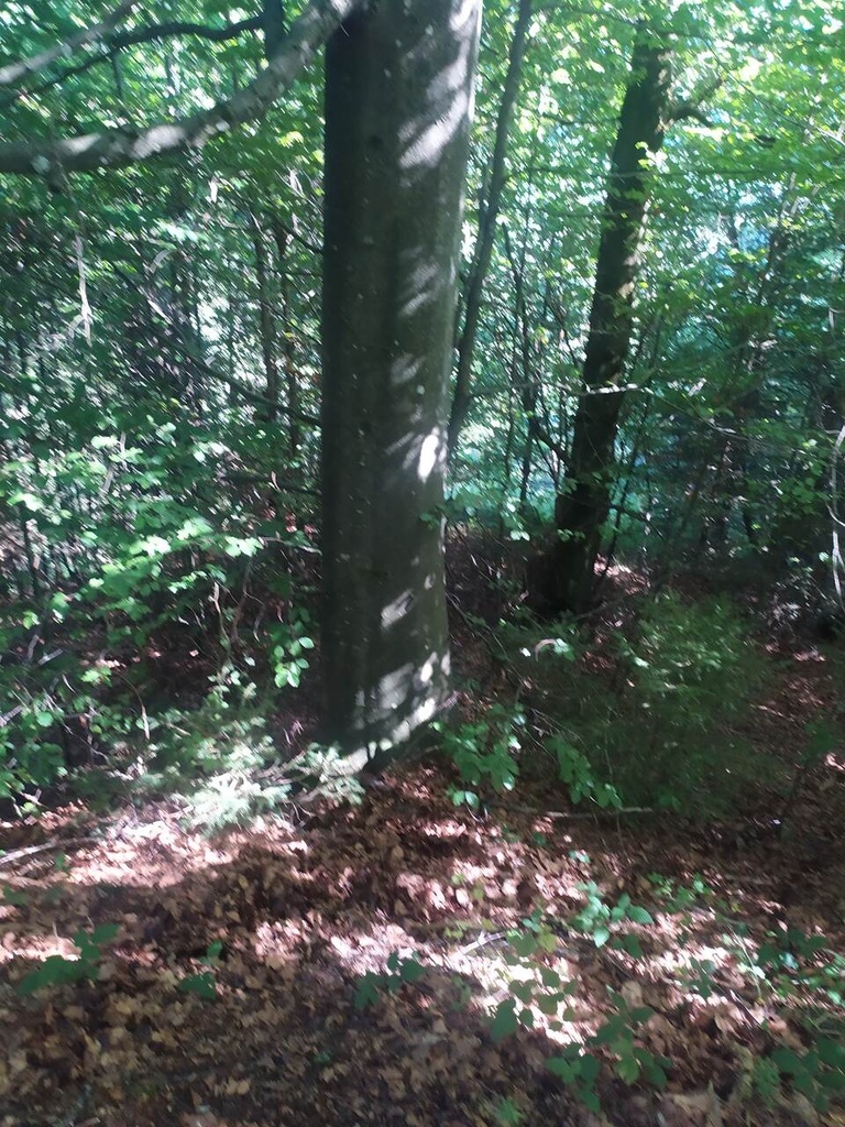 Hirsch-Buche-4_Easy-Resize.com_.jpg