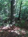 Hirsch-Buche-4_Easy-Resize.com_.jpg