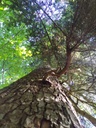 Grauschnaepper-3_Easy-Resize.com_.jpg