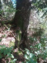 Grauschnaepper-4_Easy-Resize.com_.jpg
