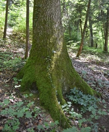 Downhill-Eiche
