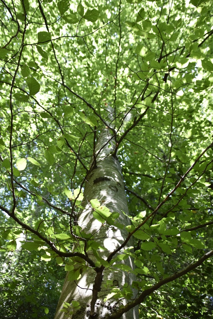 Calopteryx-Buche